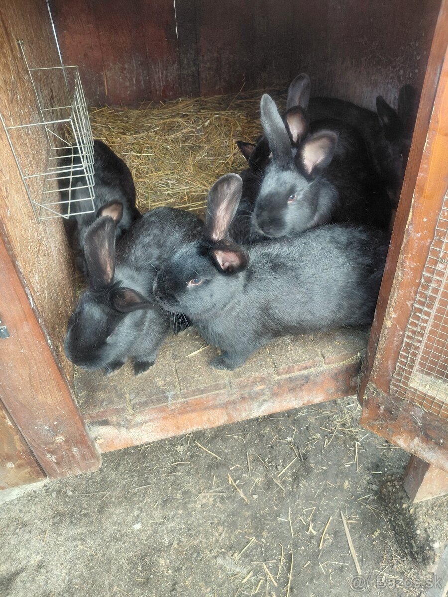 Králiky - 2