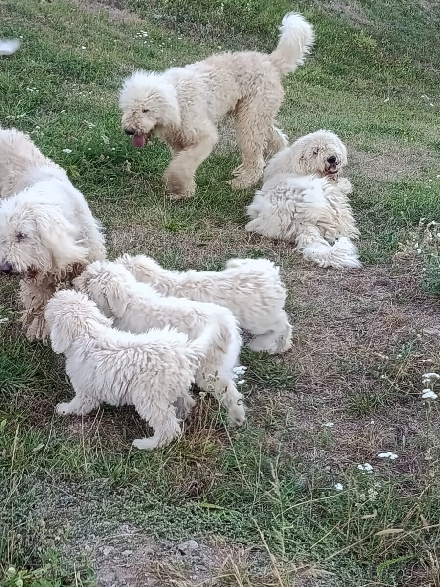 KOMONDOR ŠTENIATKA - 2