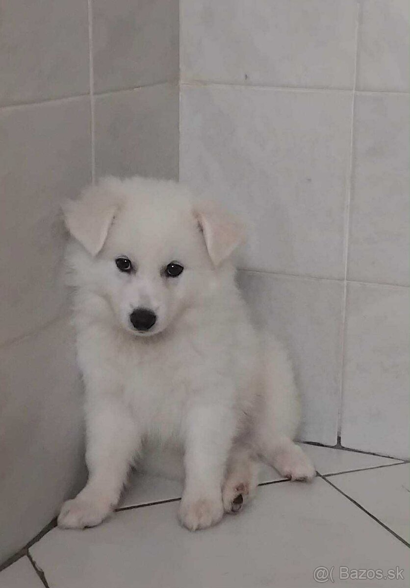 Německý špic střední - 2