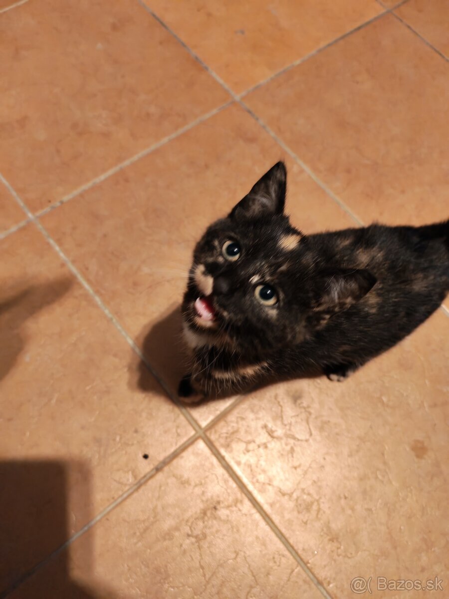 Darujem mačiatka - 2