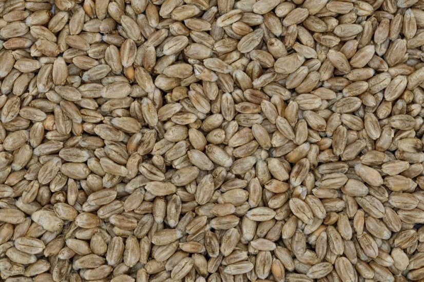 Predám kukuricu a pšenicu - 2