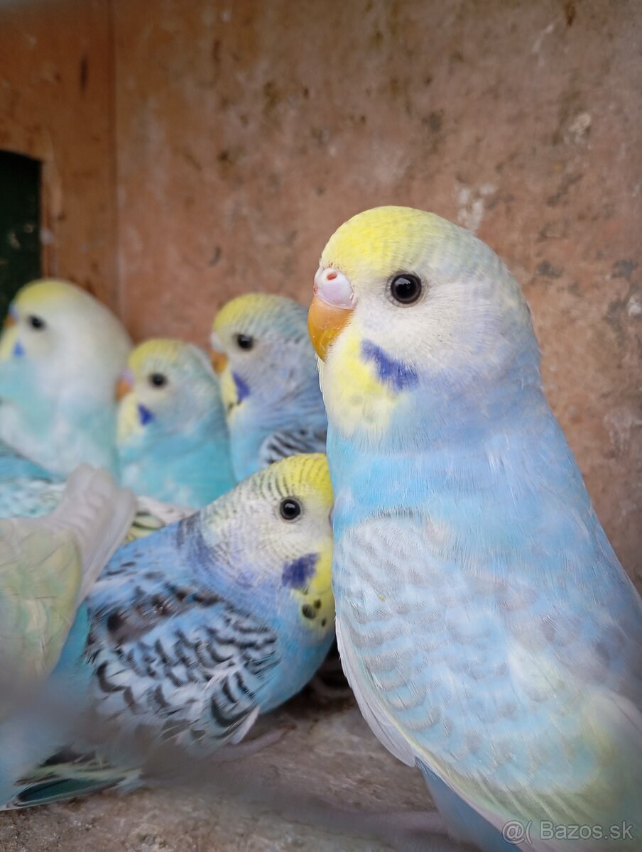 Mladé andulky - 2