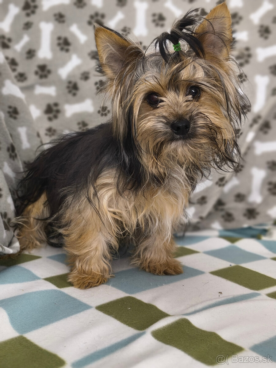 yorkshirsky teriér - yorki - biewer - 2