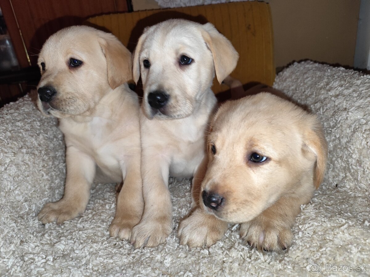 Labrador retriever - 2