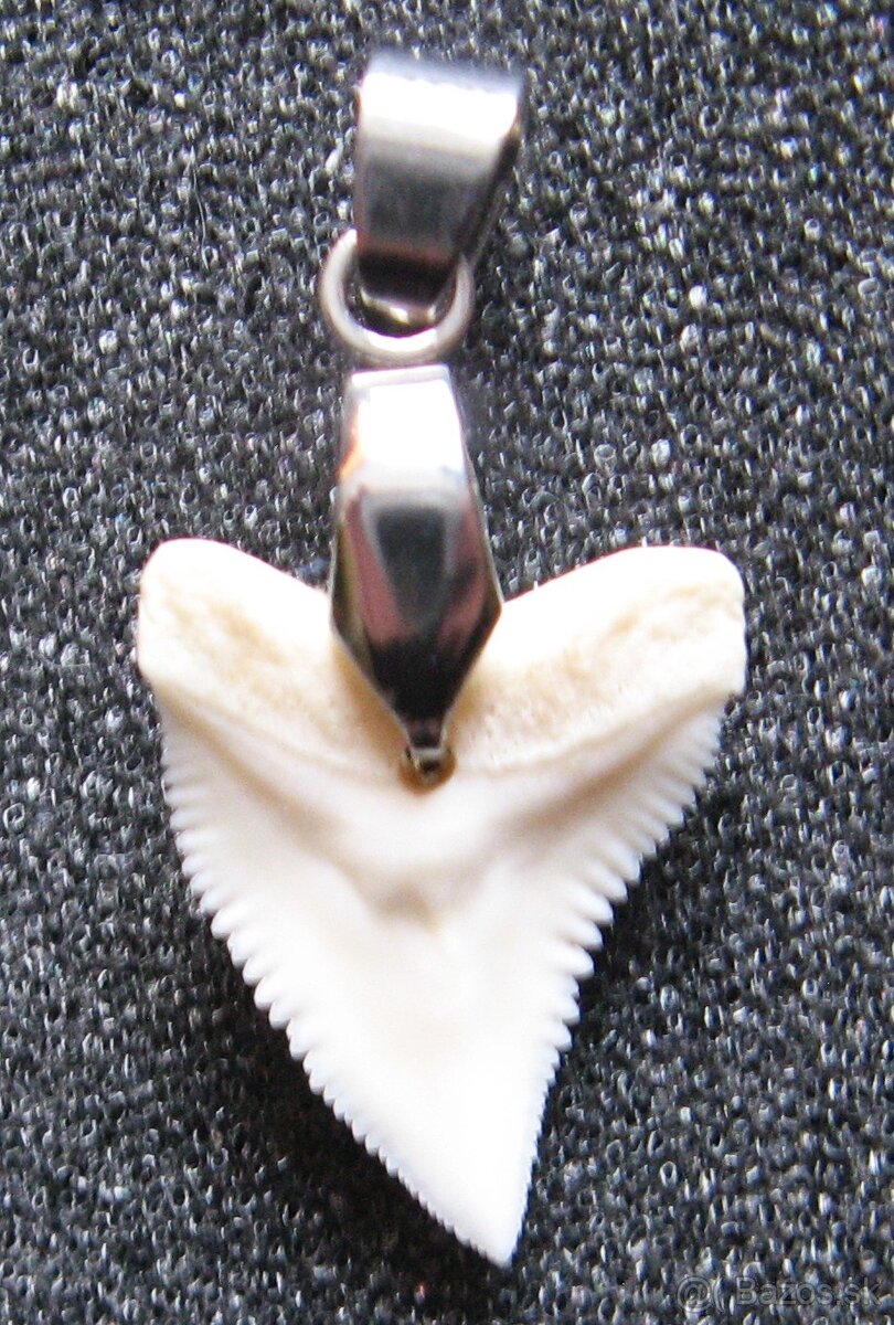 Zub - Žralok bělavý Přívěsek - 2