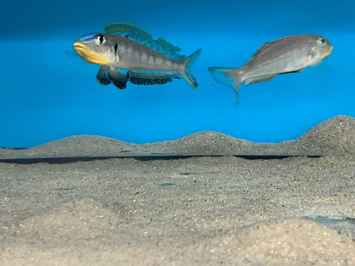 Enantiopus sp. Kilesa - 2