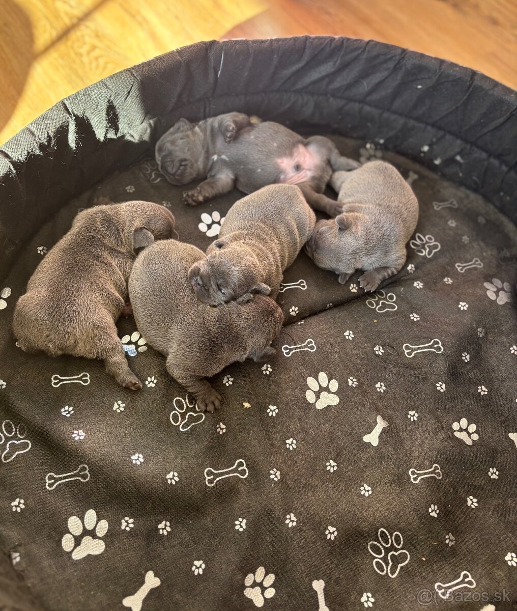 Francúzsky buldoček modré šteniatka - 2