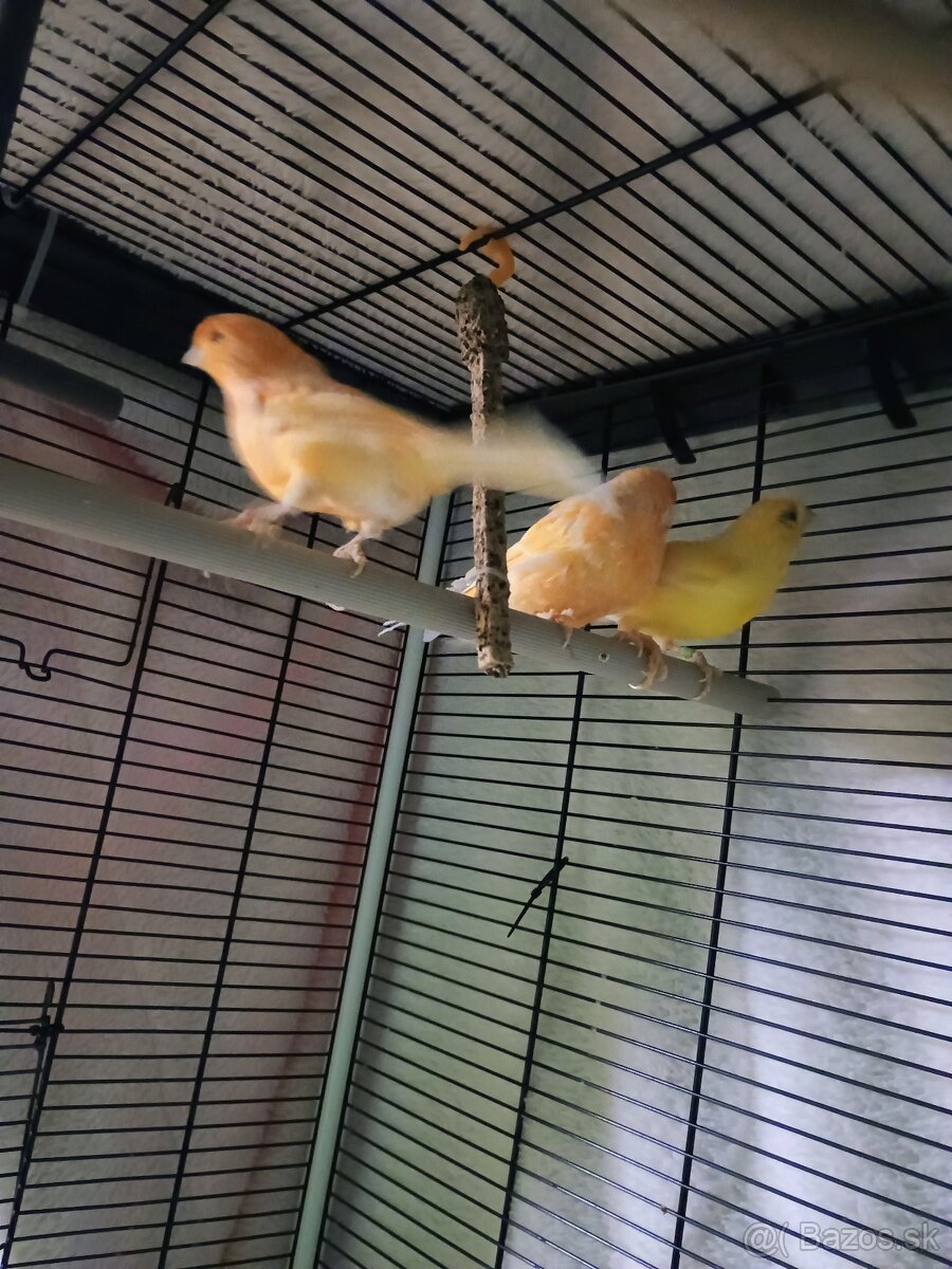 Predam kanariky - 2