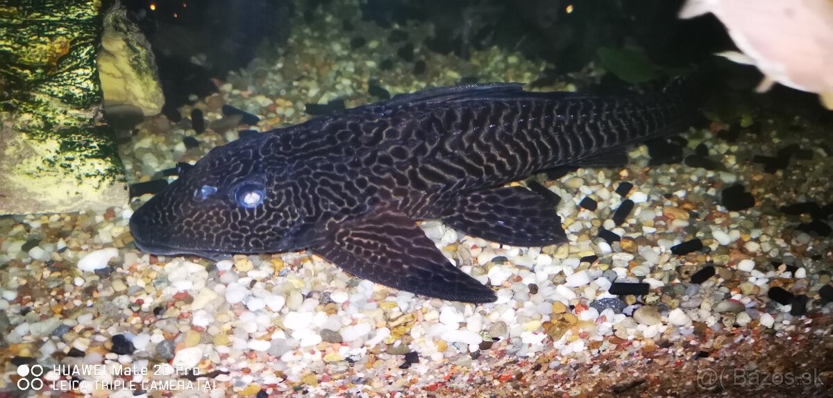 Prisavník guyanský plecostomus - 2