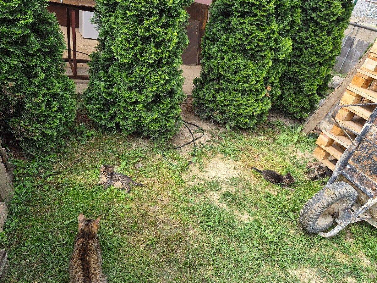 Darujem mačiatka 2 mačičky 1 kocúr - 2