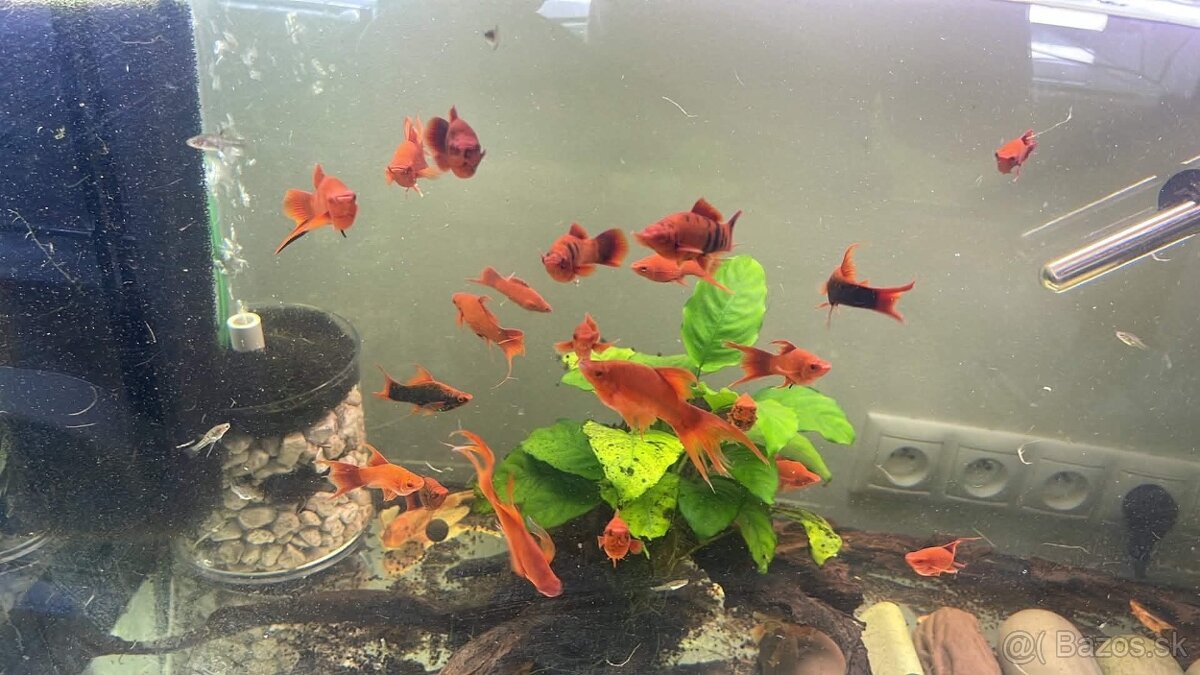 Xiphophorus red ruby - 2