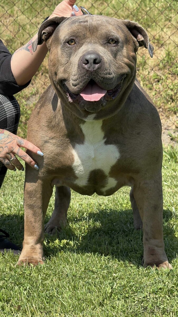 American bully xl - krycí pes - 2