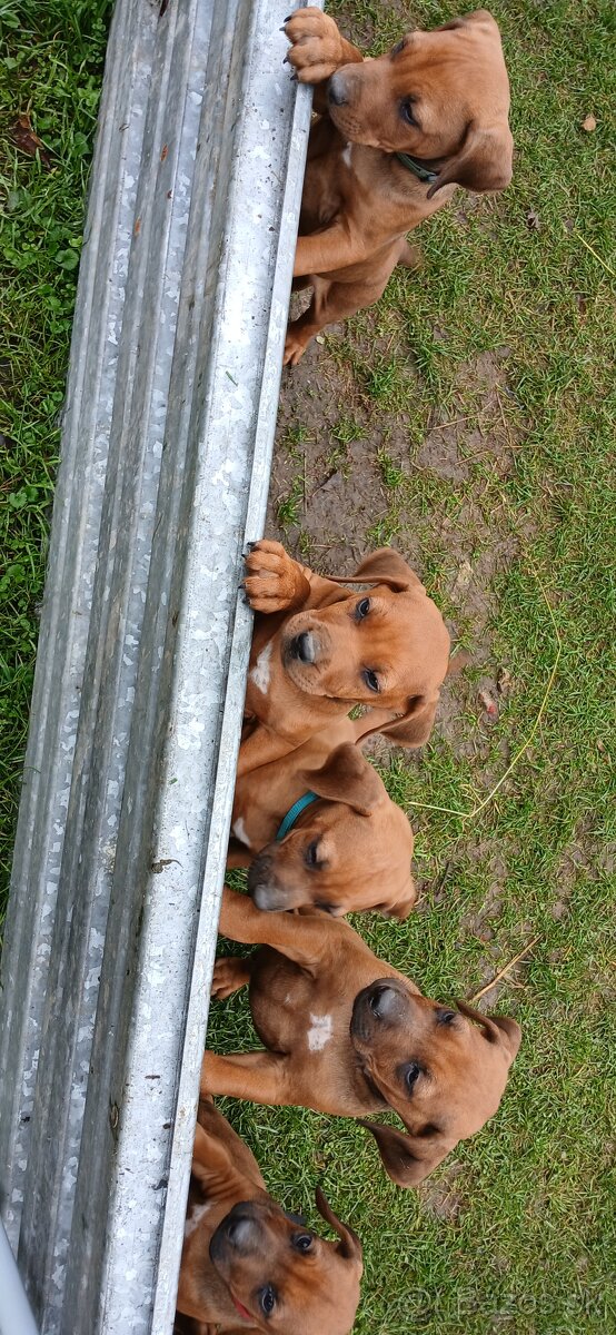 Rhodesian ridgeback - 2