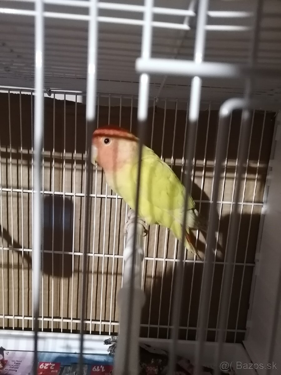 Agapornis ružovohrdlý - 2