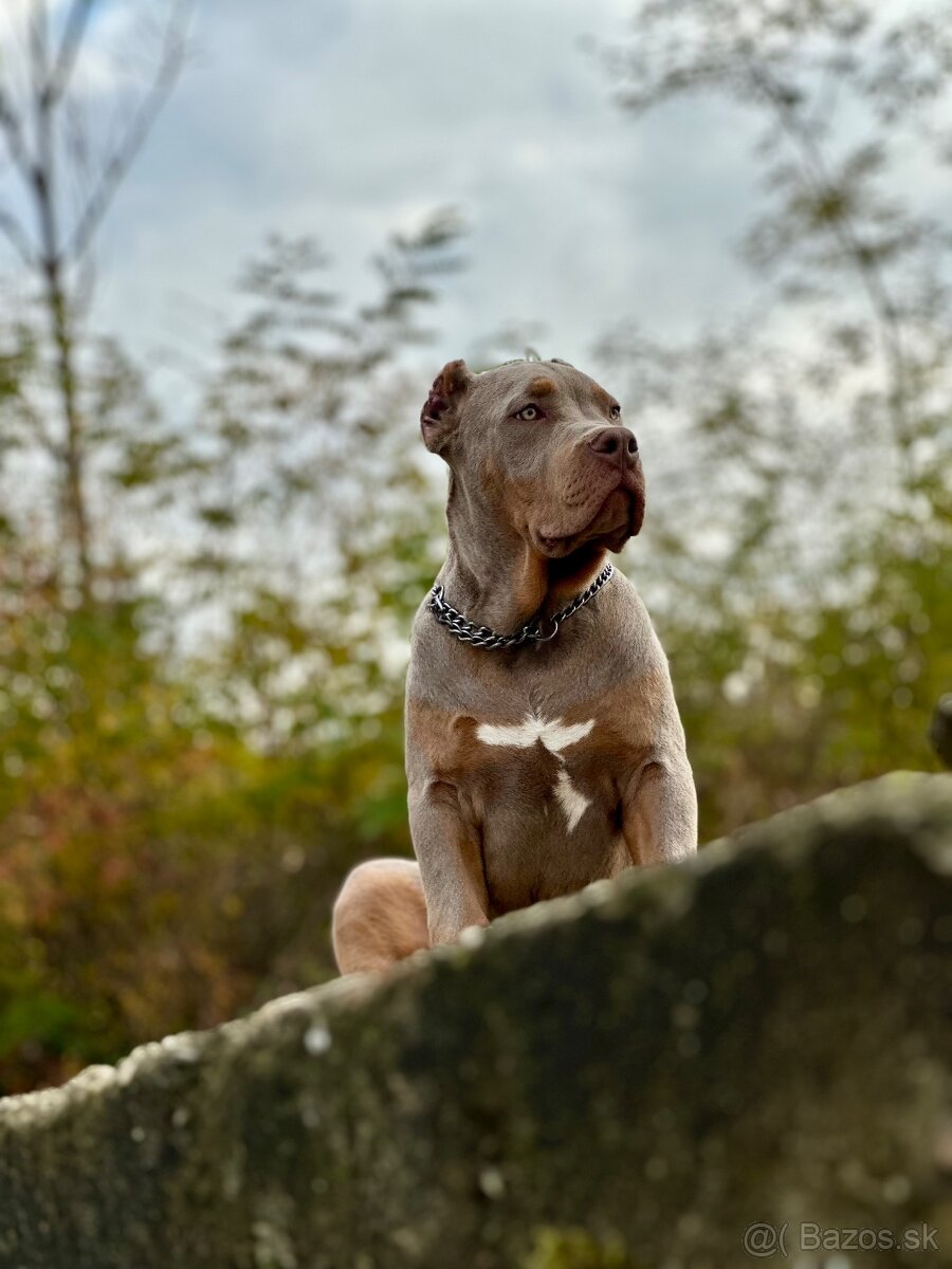 American Bully XL (Pitbull XXL) - 2