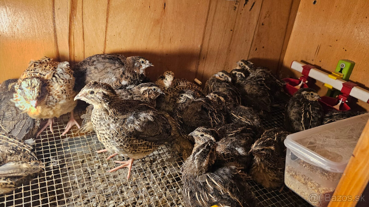 Prepelica japonska - kohuty - 2