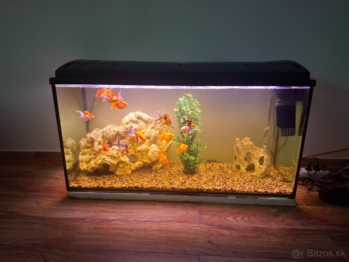 Predam akvarium s rybyckami - 2
