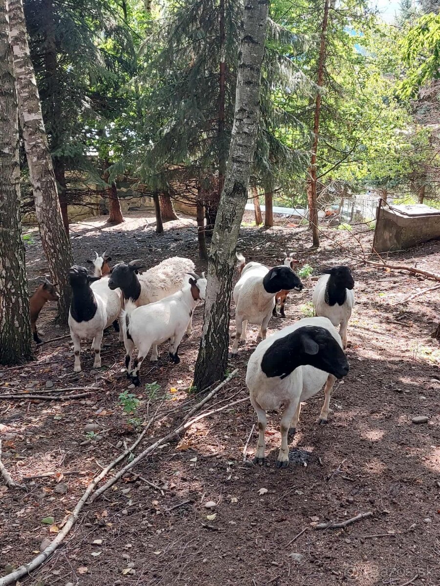 Holandska mini koza a baran Quessant - 2