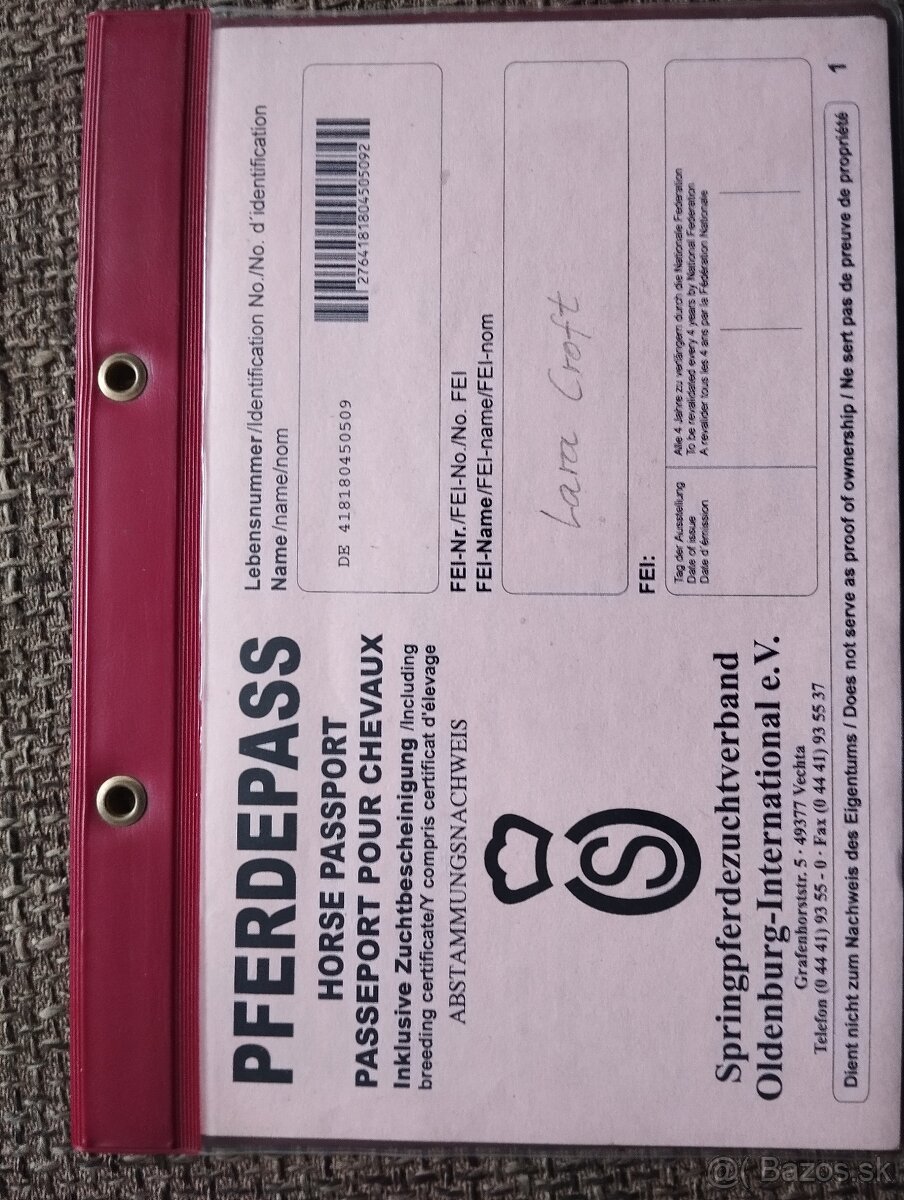 Predám Oldenburskú chovnú kobylu - 2