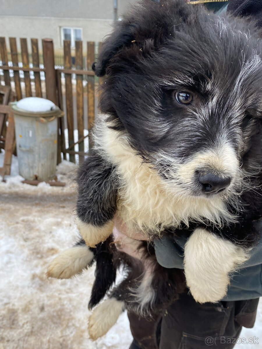 Šteniatko border kólie - 2