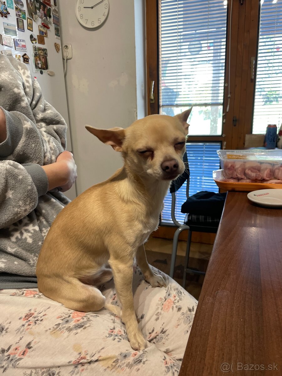 Darujem psíka - 2