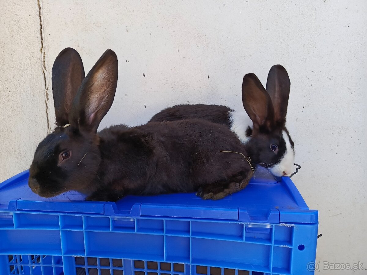 Šarišský Obrovitý x Belgický obor - 2