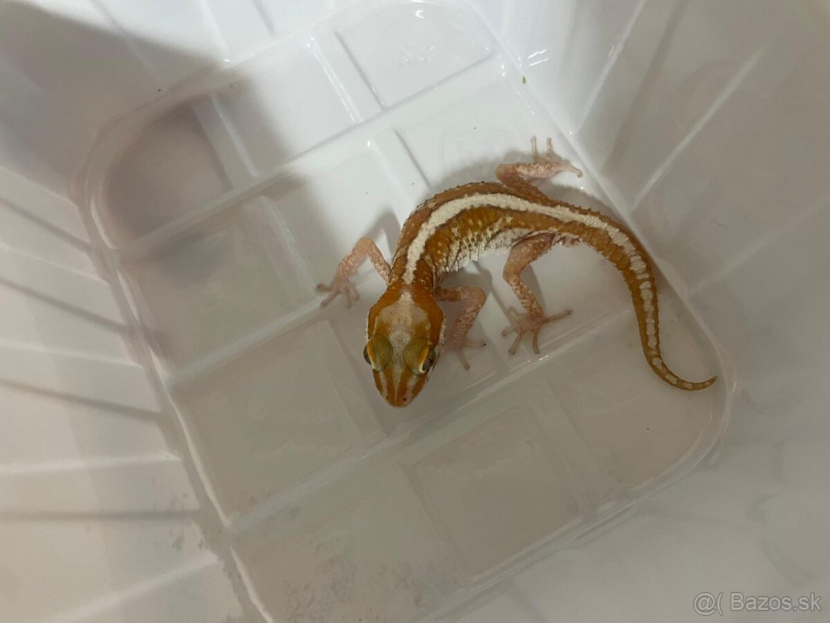 Paroedura pictus - 2