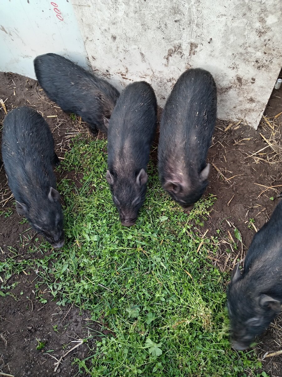 Vietnamské prasiatka - 2