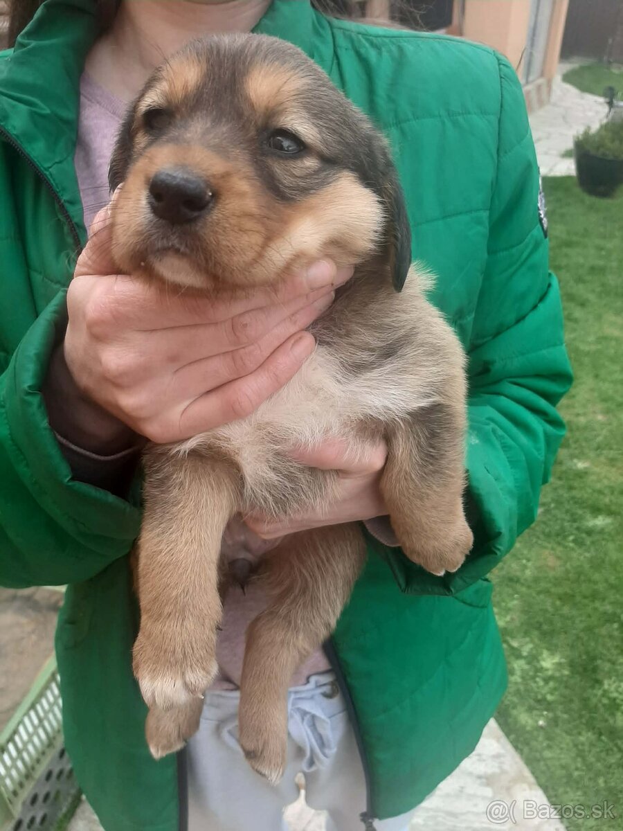 Predám šteniatko - 2