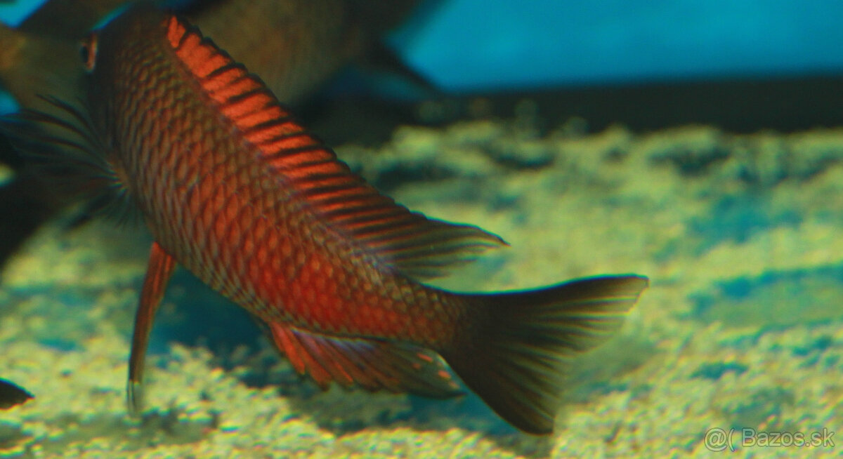 Tropheus moliro , maswa , lufubu - 2