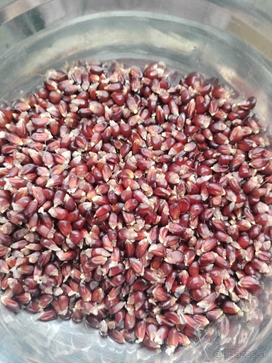 Semena pukancova kukurica - 2