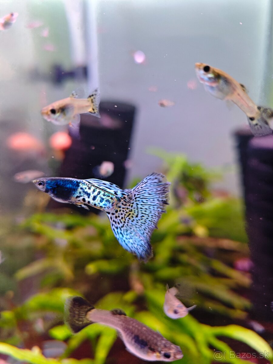 Metal body blue grass guppy, gupky, gubky - 2