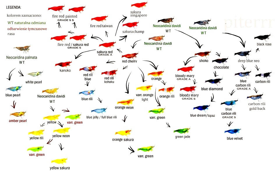 Predám krevetky Neocaridina Blue Diamond - 2