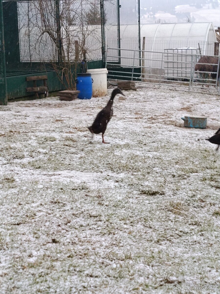 Indický bežec - kačice - 2