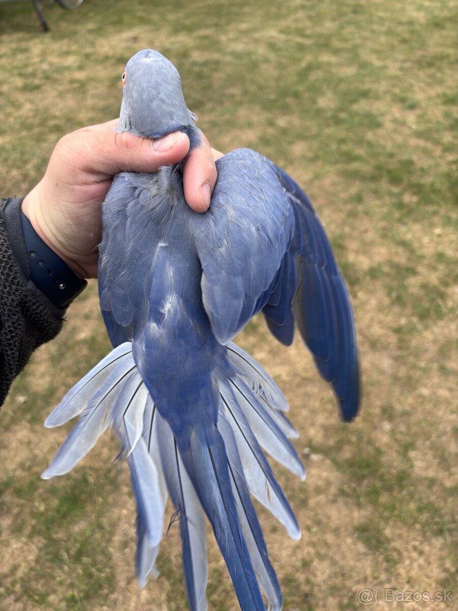 Alexander malý samička - 2