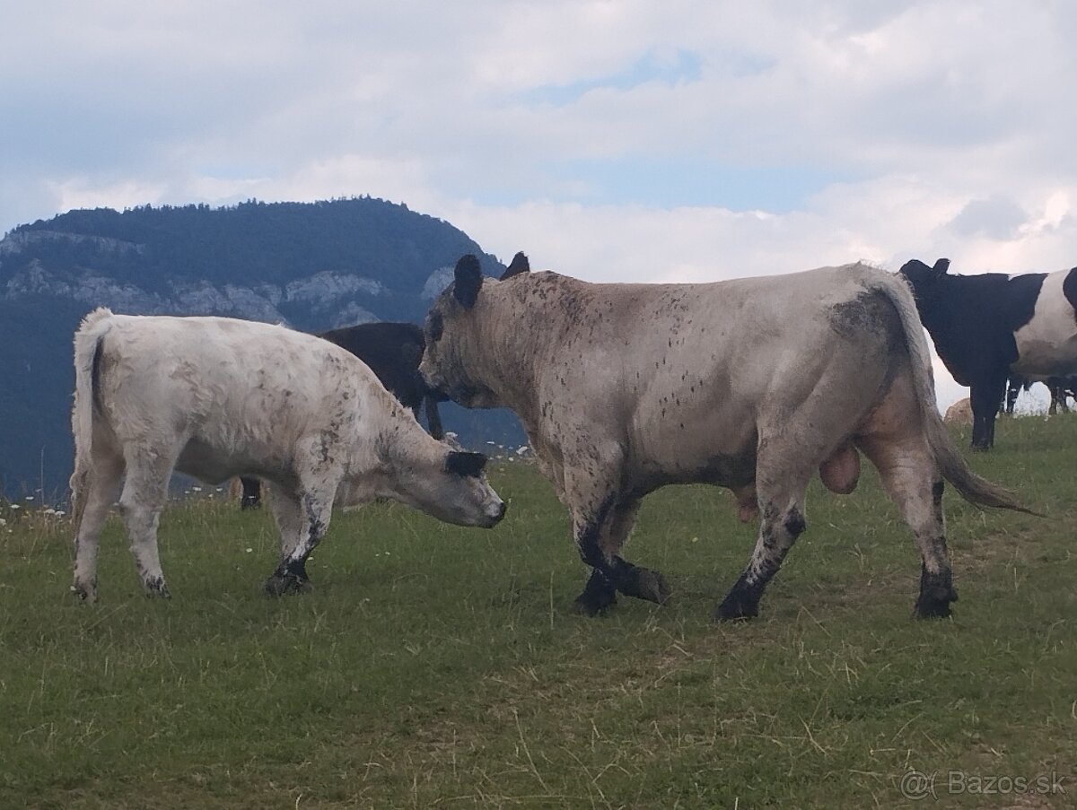 Plemenný býk galloway - 2