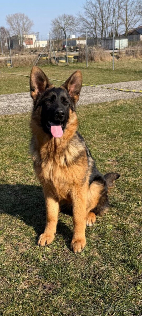 Nemecký ovčiak - 2