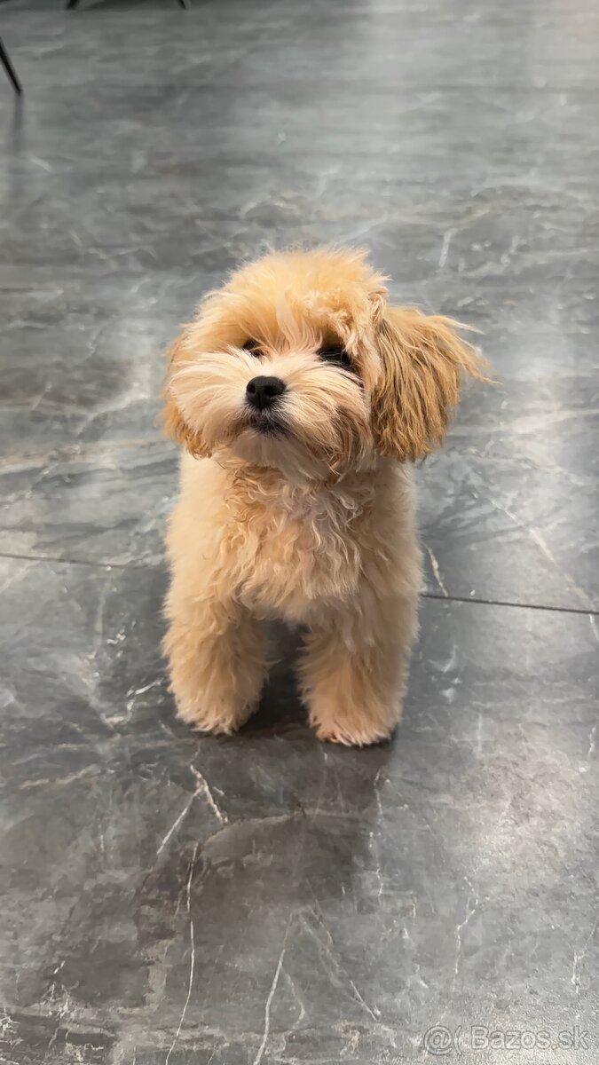 MALTIPOO MINI - 2