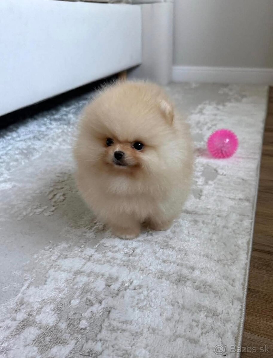 Pomeranian mini - 2