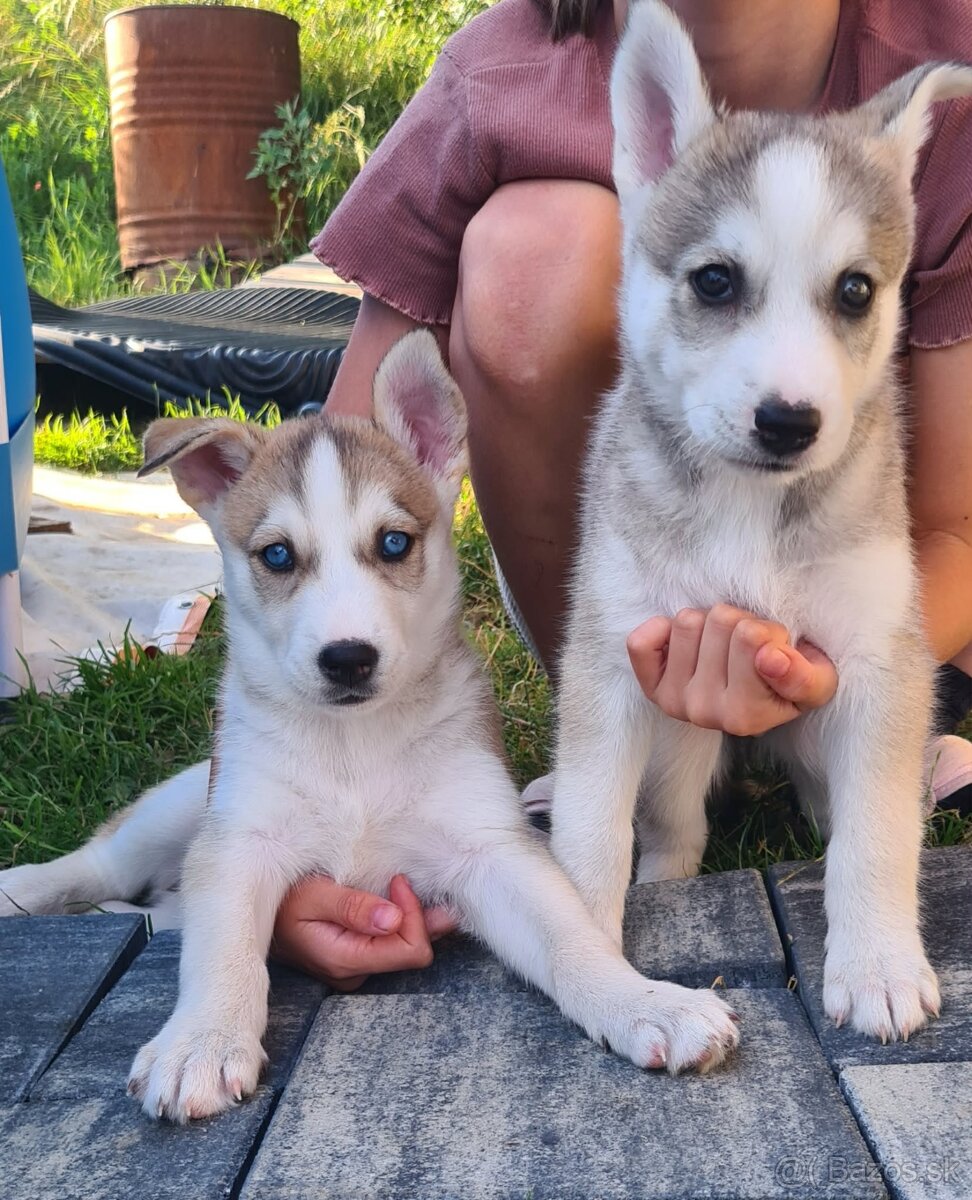 Husky - 2