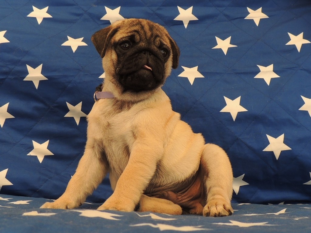MOPS s PP. - 2