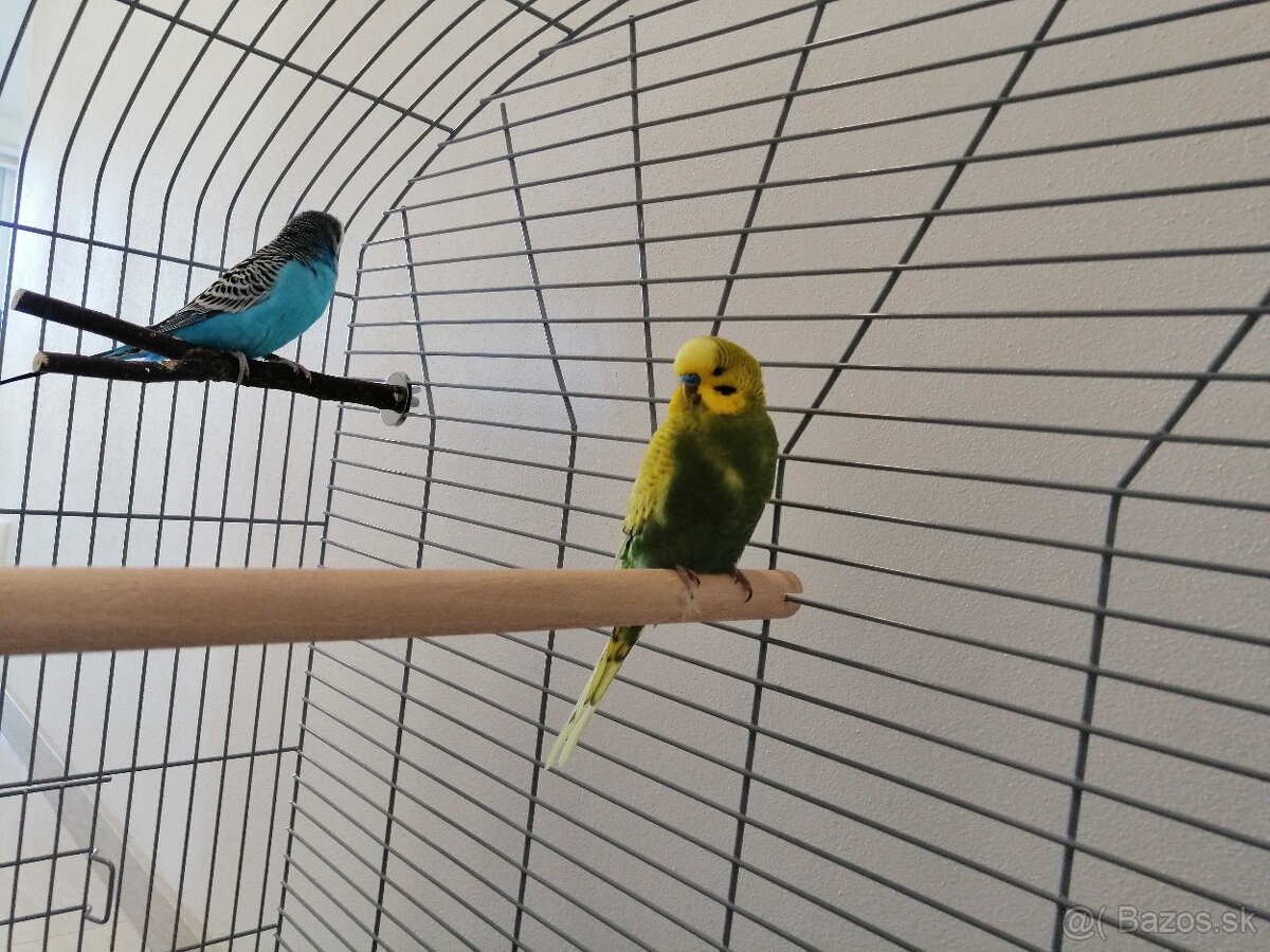 Predám andulky s kompletným vybavením - 2