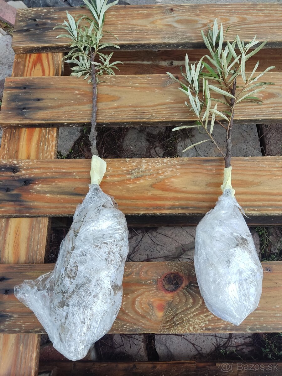 PREDáM RAKYTNíK Rešetliakový sadenice,čerstvé listy na čaj - 2