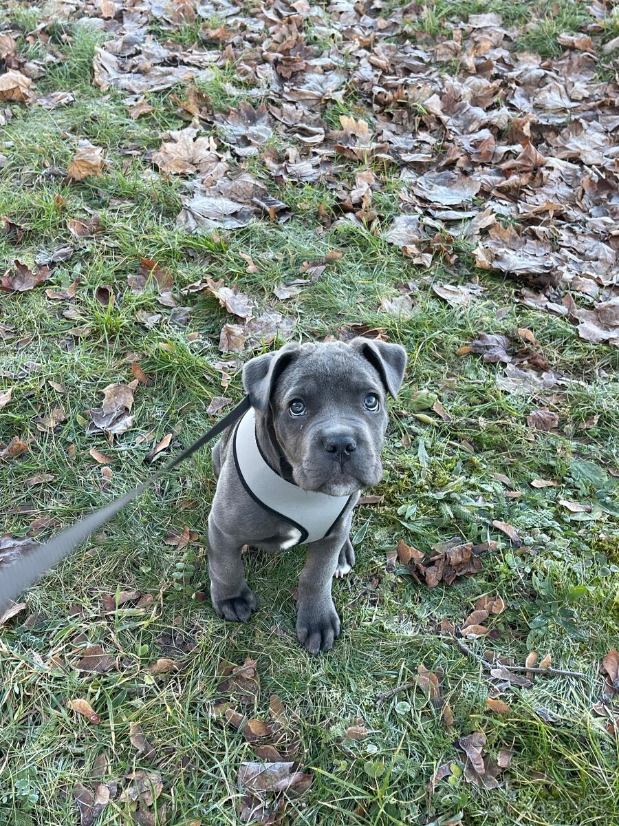 Šteniatko Cane Corso - 2