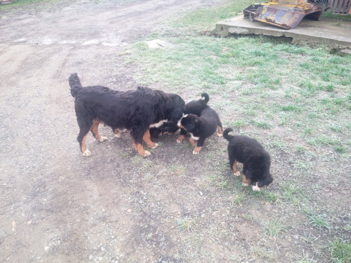 Bernský Salašnícky pes - 2