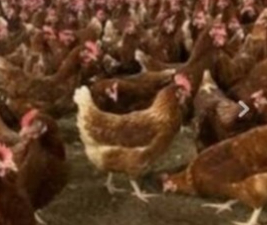 Červene nosnice - 2