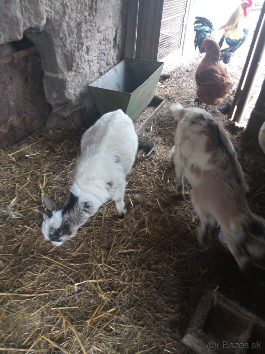 Holandské mini kozičky - 2