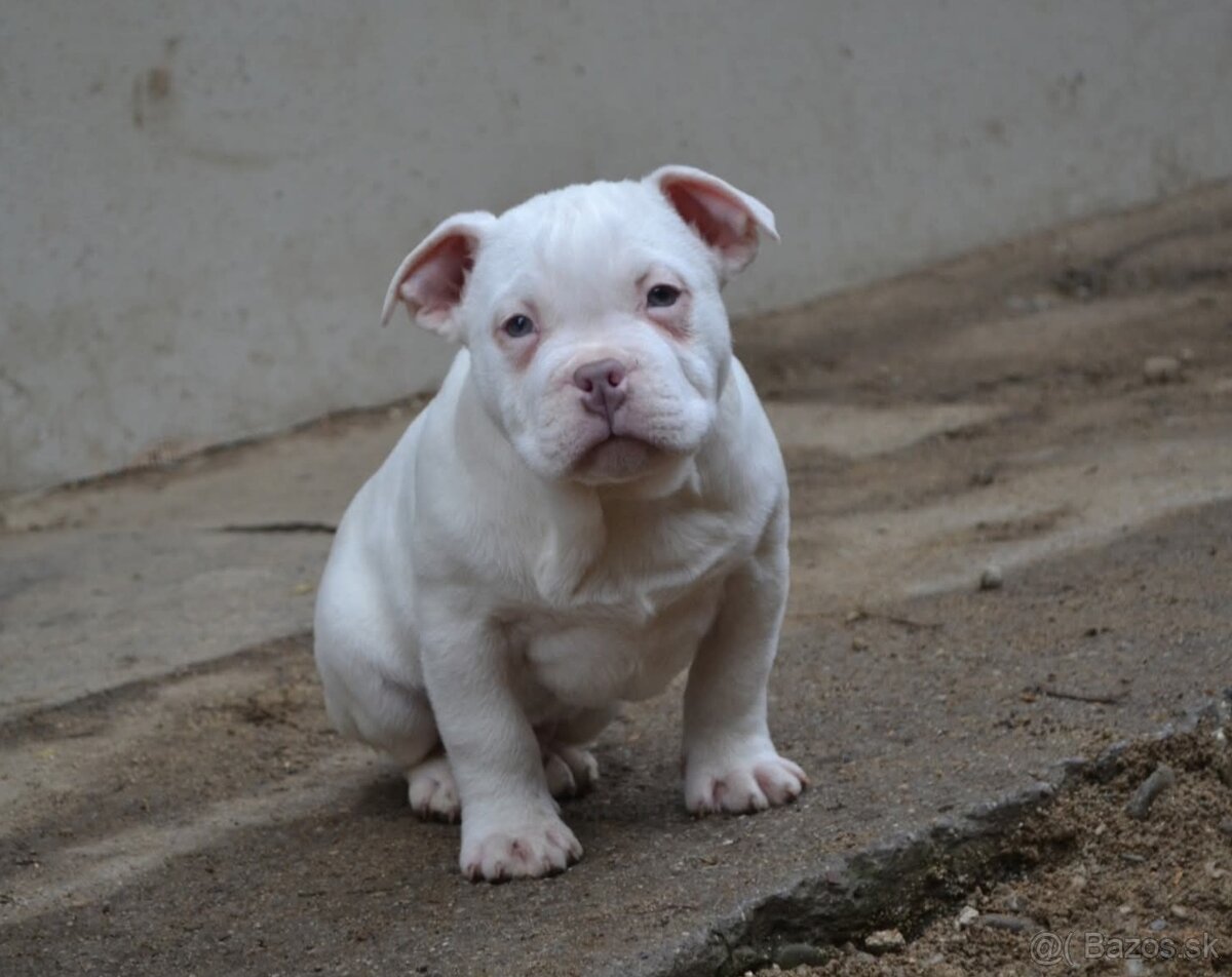 American bully pocket/ standard - 2