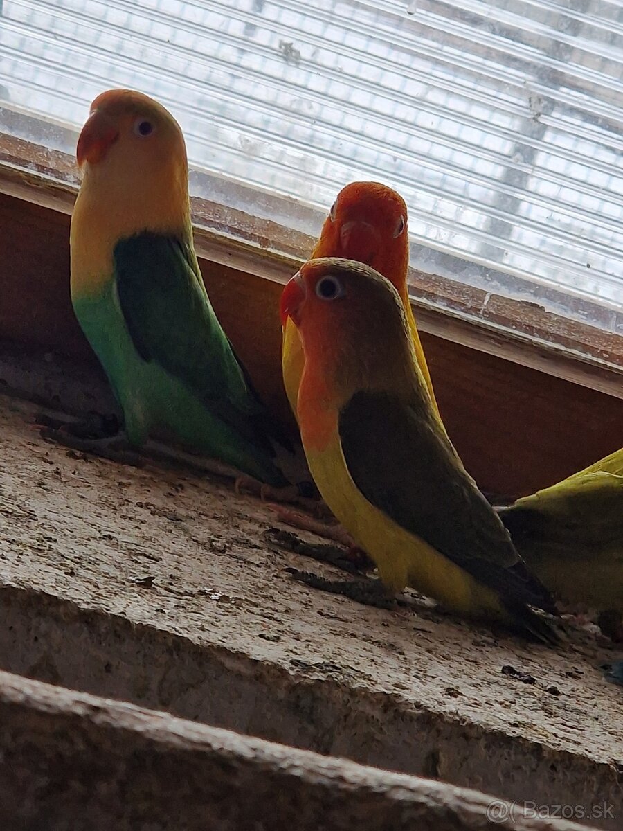 Agapornis fisher - 2