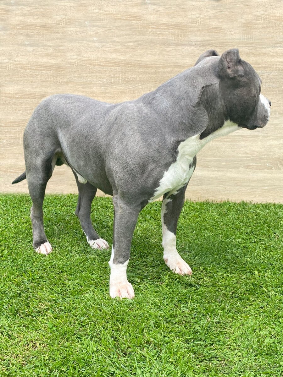 Krytie - AMERICKÝ STAFORDŠÍRSKY TERIÉR (amstaff, staford)  - 2